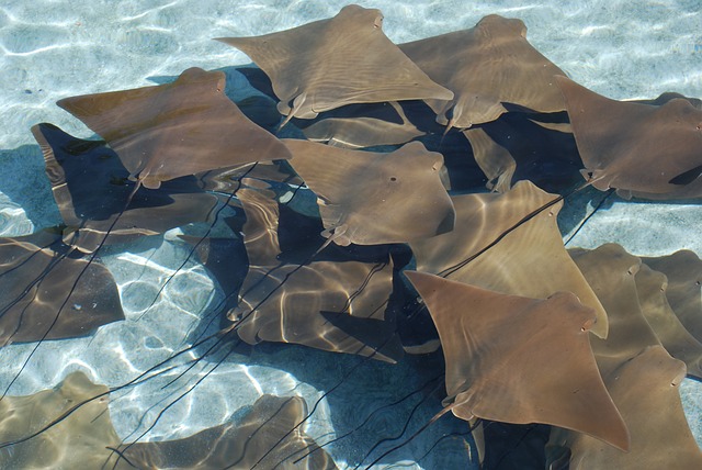 Mantas