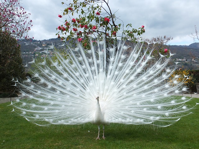 Pfau