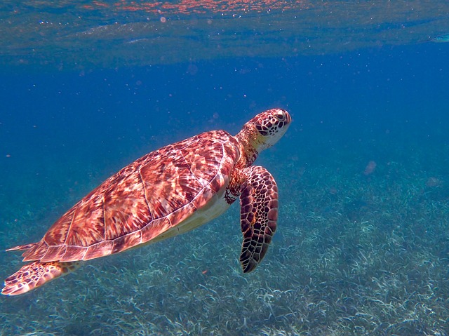 Turtle