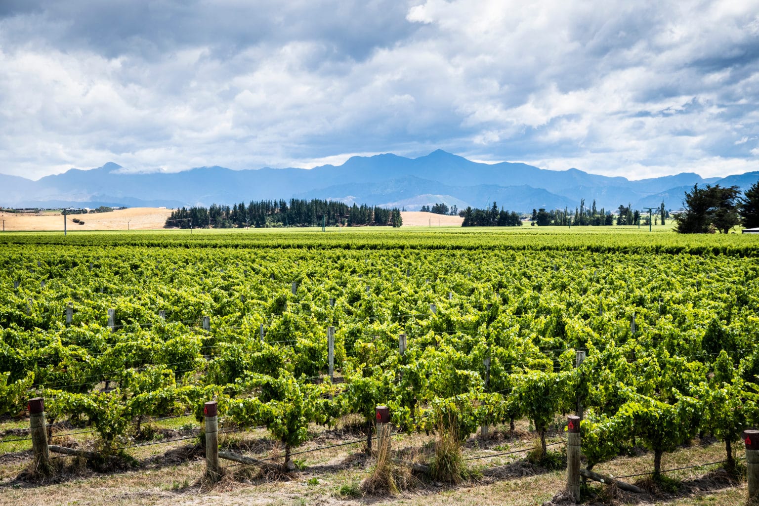 Scenic view of Marlborough wine destination in New Zealand