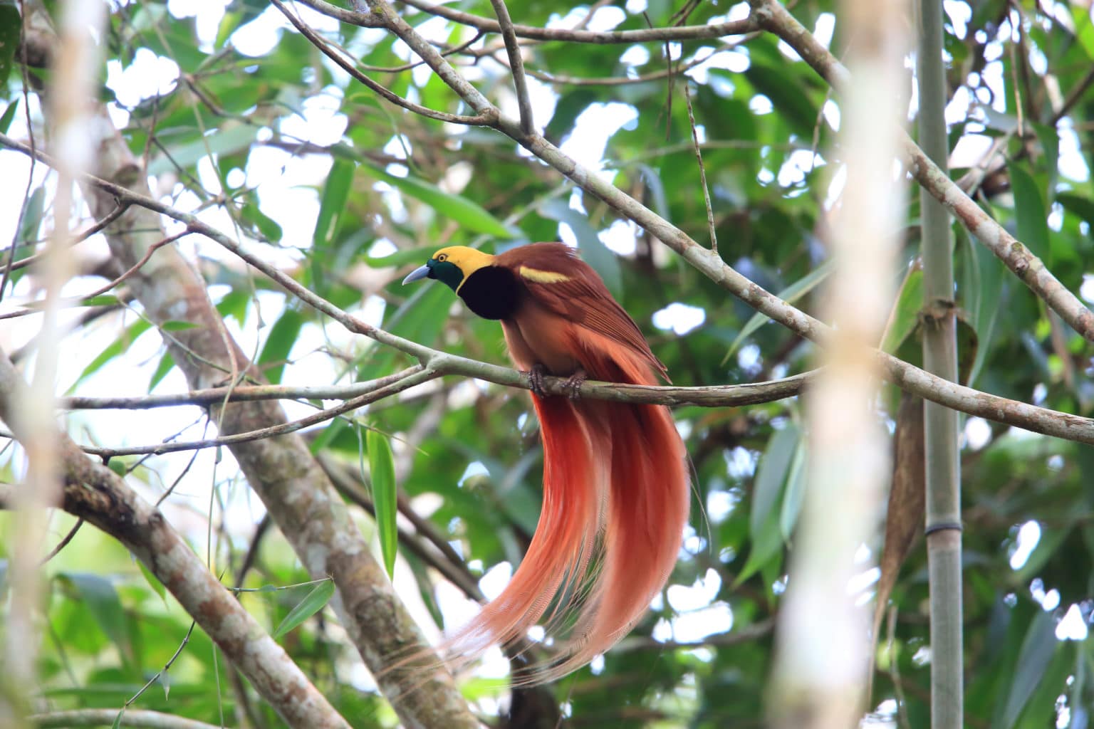 Papua New Guinea