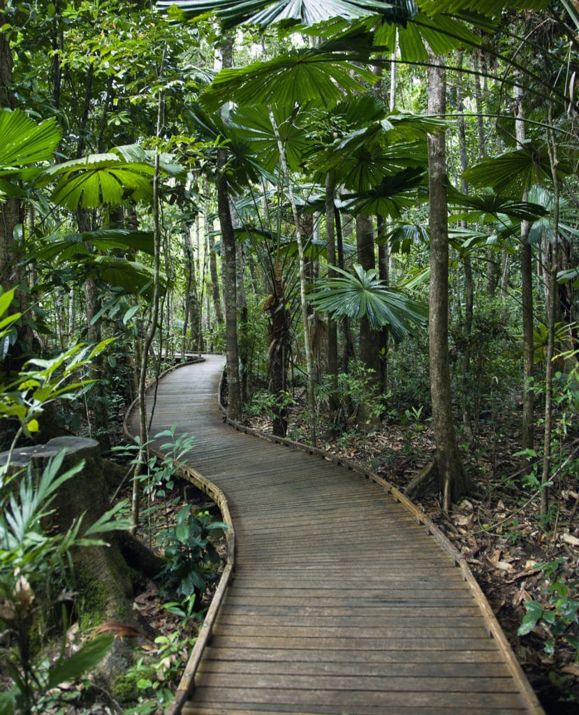 Daintree