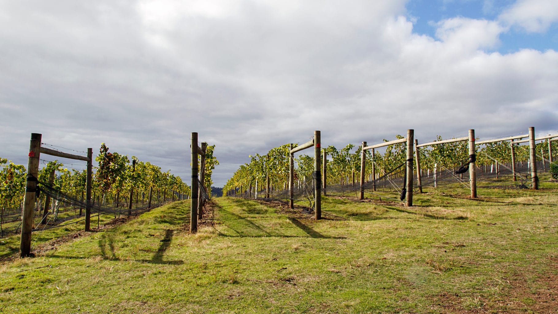 Tamar Valley Winery