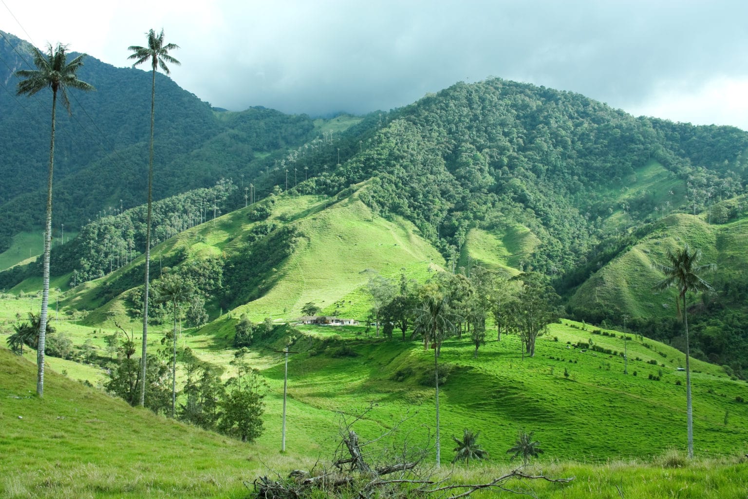 Cocora valley