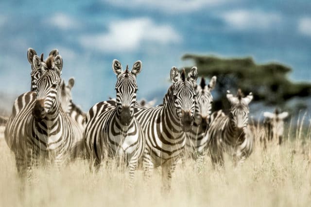 Wildlife Wildlife